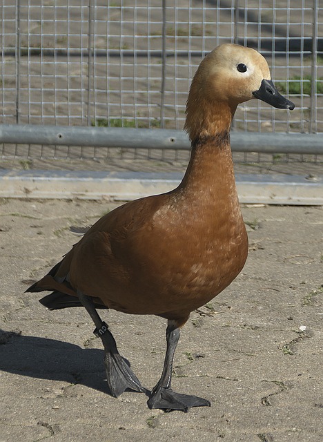 奏中
